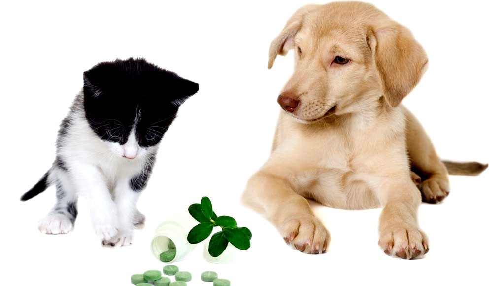 The Best Pet Supplements are Essential for Your Pet